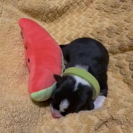 AKC Light Green Tri - Black and tan male Pembroke Welsh Corgi puppy in Summerfield, Florida from Promise Land Farm