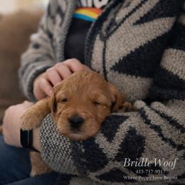 Leo Von BridleWoof - Apricot male Goldendoodle puppy in Great Barrington, Massachusetts from BridleWoof