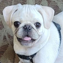 Sugar - Pug
