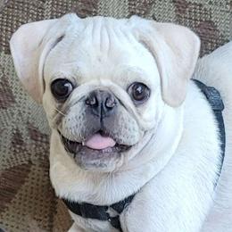 Sugar - Pug