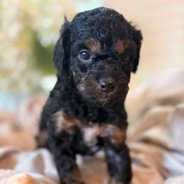 Ocean - Brown white and tan female Cockapoo puppy in Saint Louis, Missouri from Jax Doodles