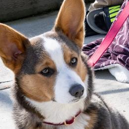 Pembroke Welsh Corgis from Lindsey Smith