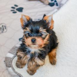 Yorkshire Terrier Puppies from Essence of Grace Yorkies