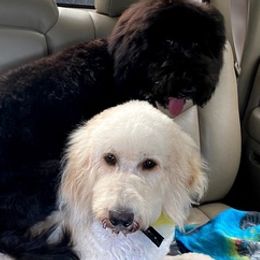 Goldendoodles from Double J Doodle Farm