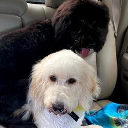 Goldendoodles from Double J Doodle Farm