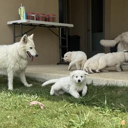 Berger Blanc Suisse and German Shepherd Puppies from Scenic Creek German Shepherds and White Swiss Shepherds