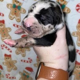 Marv - Harlequin male Great Dane puppy in Spartanburg, South Carolina from Pawlmetto Danes