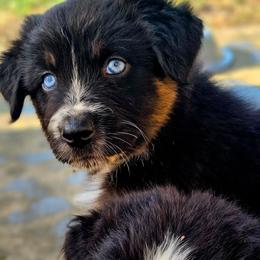 Freedom - Black tri-color female Australian Shepherd puppy in Silex, Missouri from Small Town Australian Shepherds