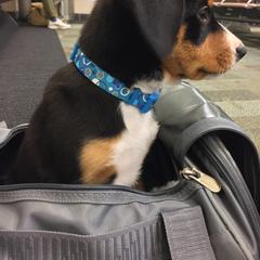 Entlebucher Mountain Dog Puppies from Swiss Stock Entlebuchers