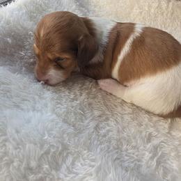 Caramel - Piebald female Dachshund puppy in Buckeye, Arizona from Duran Dachshunds
