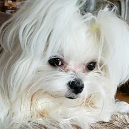 Maltese from Donna's Maltese