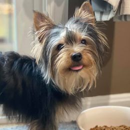 Yorkshire Terriers from Treasured Yorkie
