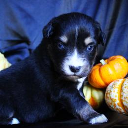 Indy - Black tri female Miniature Australian Shepherd puppy in Ixonia, Wisconsin from Hunt N Oaks