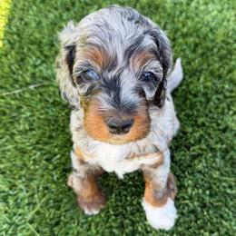 Timber - Merle male Cockapoo puppy in Fortuna, California from Dalton Poodles and Doodles
