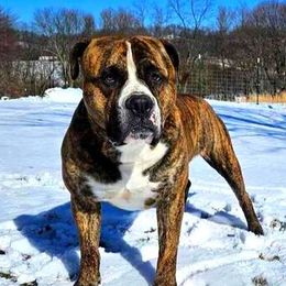 Cypress - Alapaha Blue Blood Bulldog