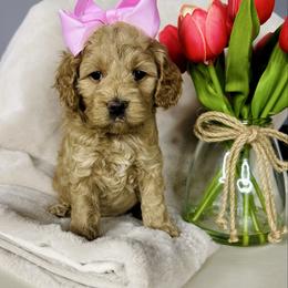 Addie - Buff female Cockapoo puppy in Lucas, Ohio from Willow Lane Puppy