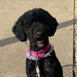 Eden - Black female Poodle puppy in Gallatin, Tennessee from BRosie 9  Standard Poodles