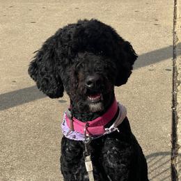 Eden - Black female Poodle puppy in Gallatin, Tennessee from BRosie 9  Standard Poodles