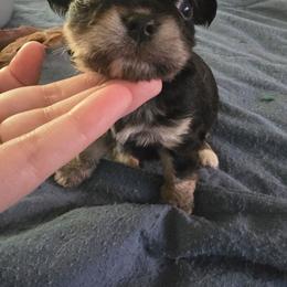 Black Beauty - Black and silver female Chihuahua puppy in Jeffersonville, Indiana from The Joyful World of Chihuahuas