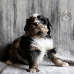 Artemisia - Merle female Bernedoodle puppy in Eureka, Illinois from Joley Aire Family Dogs