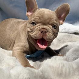 Lake - Liver male French Bulldog puppy in Hemet, California from Bowman Pups
