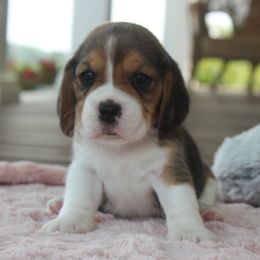 Floe - Black tan and white female Beagle puppy in Morrill, Kansas from Kelle Beagles