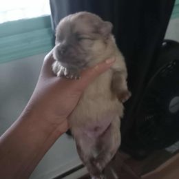 Pomeranian Puppies from Pretty Pampered Poms