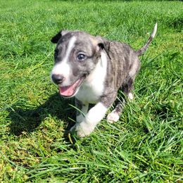 Swift's Black Gold (Mackey) - Black brindle Whippet puppy in Duluth, Minnesota from Swift Whippets