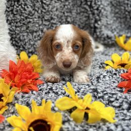 Dachshund Puppies from Dachshunds of Bunch
