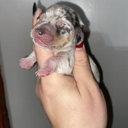 Nadine - Dapple female Dachshund puppy in Bellville, Ohio from JK Mini Doxies