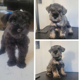 Miniature Schnauzer Puppies from So Cal Schnauzer