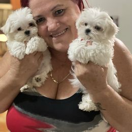Goldendoodle and Maltese Puppies from Little Sweetheart Puppies