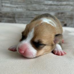 Reba - Sable female Pembroke Welsh Corgi puppy in Ledbetter, Texas from Texas Pembroke Corgis