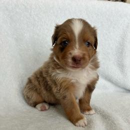 Hank - Red merle male Australian Shepherd puppy in Beach City, Texas from Salt N Sass Aussies