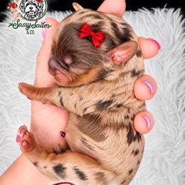 Prada - Merle female Cavapoo puppy in Cameron, South Carolina from Sassy Sailor & Company
