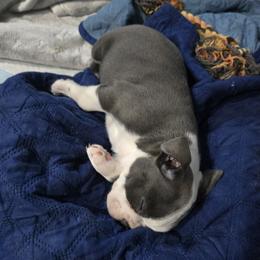 Boston Terrier Puppies from Aronow pups