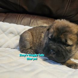 Dustin - Brown sable male Chinese Shar-Pei puppy in Minden, Louisiana from Zoey's Waggly Tails