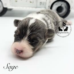 Bluie Sage Full Fluffy With A Tail - Blue female Pembroke Welsh Corgi puppy in Casper, Wyoming from Flying Note Shorties