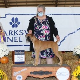Boxers from Bee'Em Sea Kennel