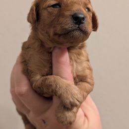 Solid Red Boy - Red male Cavapoo puppy in Peoria Heights, Illinois from Gardner Lane Puppies