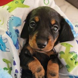 Black and tan smooth hair male - Black and tan male Dachshund puppy in Belle Rive, Illinois from Akin's Miniature Dachshunds, LLC