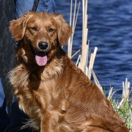 Cali - Golden Retriever