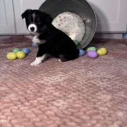 Miniature Australian Shepherd Puppies from Spruce It Up
