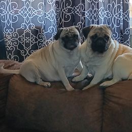 Kedzie - Pug