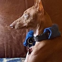 Cirneco dell’Etnas from Houndcrest
