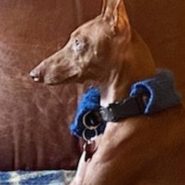 Cirneco dell’Etnas from Houndcrest