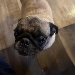 Pug puppies from Brenda's Puppies