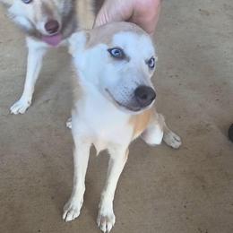 Ash - Silver and white male Pomsky puppy in Weir, Texas from Bluebonnet Pomskies
