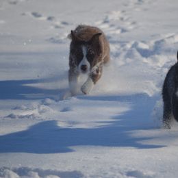 #6 - GIRL Katelyn - Border Collie puppy from MOR. Caliber Border Collies