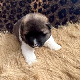 Diesel - Akita puppy in South Whitley, Indiana from BleuMoon Akitas